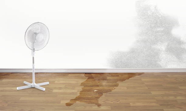 Best Basement water damage restoration  in Oak Hills Pce, LA